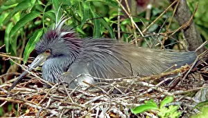 Tricolored: Tricolored Heron incubating eggs