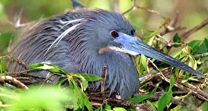 Tricolored: Tricolored Heron incubating eggs