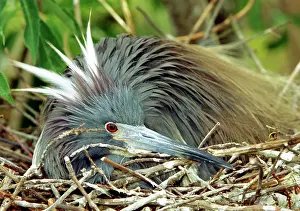 Tricolored: Tricolored Heron incubating eggs