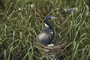 1990: Tricolored Heron at Nest