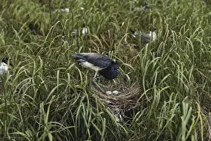 1990: Tricolored Heron at Nest