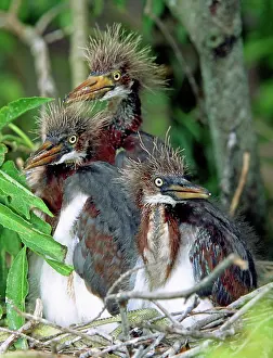 Fledgeling: Tricolored Heron nestlings
