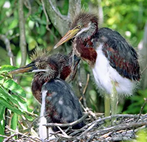 Fledgeling: Tricolored Heron nestlings