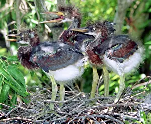 Fledgeling: Tricolored Heron nestlings