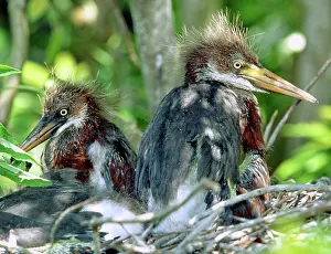 Fledgeling: Tricolored Heron nestlings