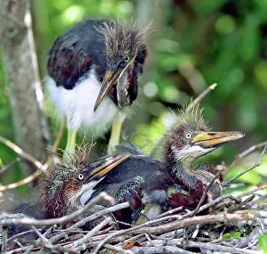 Fledgeling: Tricolored Heron nestlings