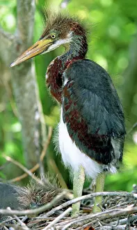 Fledgeling: Tricolored Heron nestlings