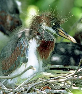 Fledgeling: Tricolored Heron nestlings
