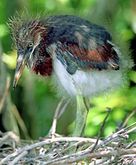 Fledgeling: Tricolored Heron nestlings