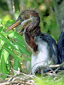 Fledgeling: Tricolored Heron nestlings