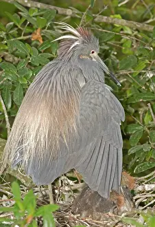 Brooding: Tricolored Heron protecting young in nest