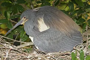 Brooding: Tricolored Heron protecting young in nest