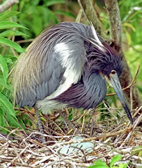 Tricolored: Tricolored Heron rolling eggs in nest