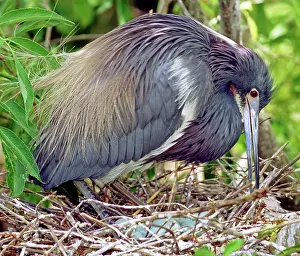 Tricolored: Tricolored Heron rolling eggs in nest