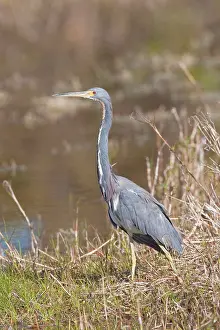 Sanibel: Tricolored Heron - Sanibel Island