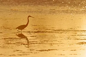 Ding: Tricolored Heron - silhouetted against setting