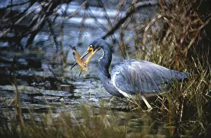 Sanibel: Tricolored Heron with Sunfish