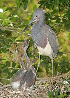 Tending: Tricolored Heron tending young