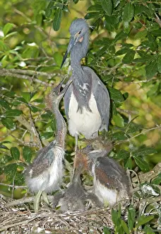Tending: Tricolored Heron tending young