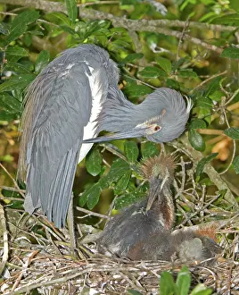 Tending: Tricolored Heron tending young