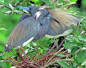 Tricolored: Tricolored Herons Preening