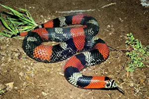 Hognose: Tricolored Hognose Snake