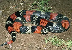 Hognose: Tricolored Hognose Snake