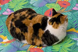 Tables: Tricolour Cat lying on a multicolored tablecloth France