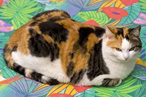Tables: Tricolour Cat lying on a multicolored tablecloth France