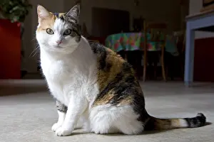 Softnesses: Tricolour Cat sitting in a house France