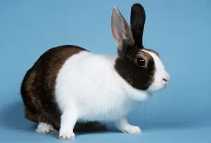 Tricolour: Tricolour Dutch RABBIT