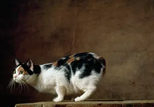 Manx: Tricolour Manx Cat