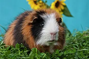 Room: Tricolour Swiss Teddy Guinea Pig
