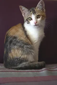 Tricolors: Tricoloured female Cat sat on a sofa