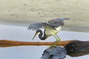 Tricoloured: Tricoloured Heron