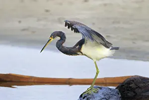 Tricoloured: Tricoloured Heron