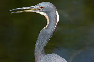 Tricoloured: Tricoloured Heron