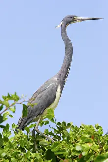 Tricoloured: Tricoloured Heron