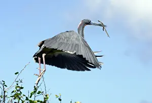 Tricoloured: Tricoloured Heron