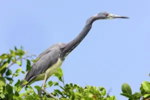 Tricoloured: Tricoloured Heron