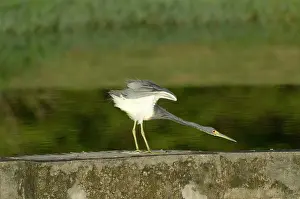 Tobago: Tricoloured Heron - stretching neck and wings -