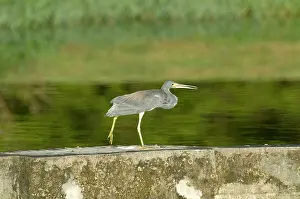 Tobago: Tricoloured Heron - Walking along wall at water