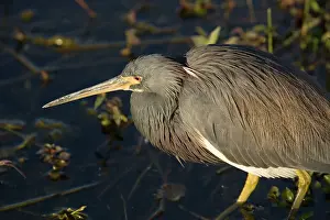Tricoloured: Tricoloured Heron - in water