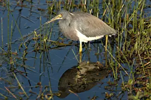 Tricoloured: Tricoloured Heron - in water