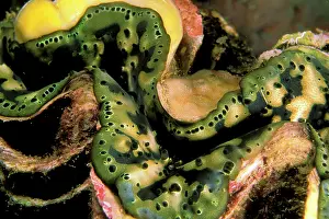 Isolation: Tridacna Clam