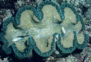 Tridacna: Tridacna / Small Giant CLAM - showing incurrent