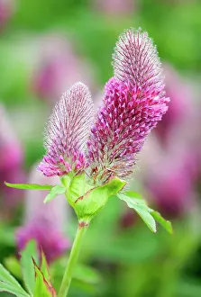 Clover: Trifolium, Clover, Nobel clover, Trifolium rubens