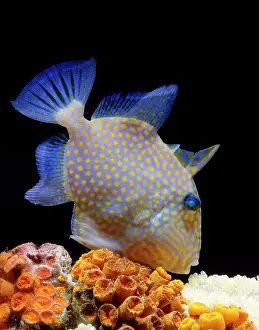 Triggerfishes: TRIGGER FISH