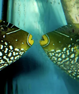 Triggerfishes: Triggerfish attacking its own reflection