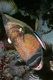 Wrasses: Triggerfish - & Cleaner Wrasse, this large Triggerfish
